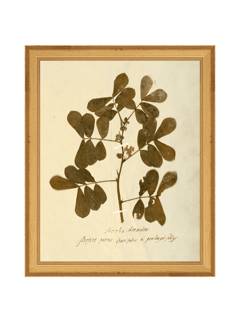 Herbarium XI - HJART0317 - GLD - 8x10
