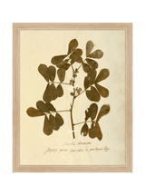 Herbarium XI - HJART0317 - OAK - 11x14
