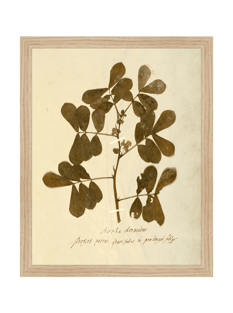 Herbarium XI - HJART0317 - OAK - 11x14
