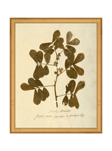 Herbarium XI - HJART0317 - GLD - 11x14