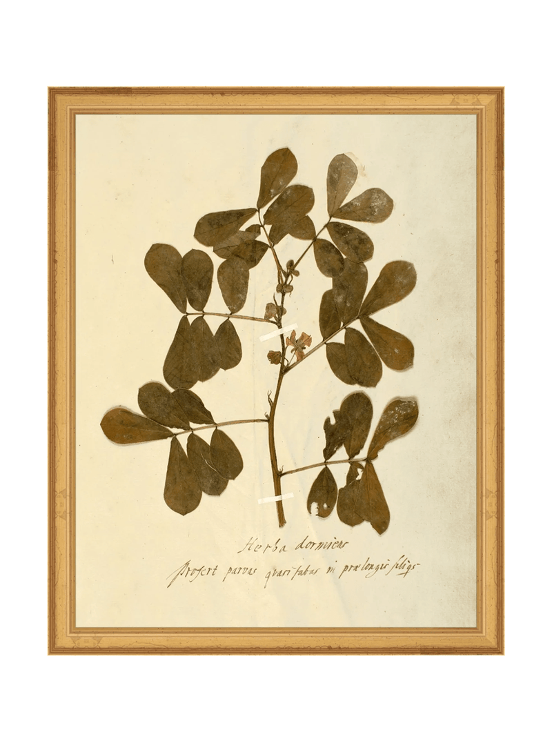 Herbarium XI - HJART0317 - GLD - 11x14