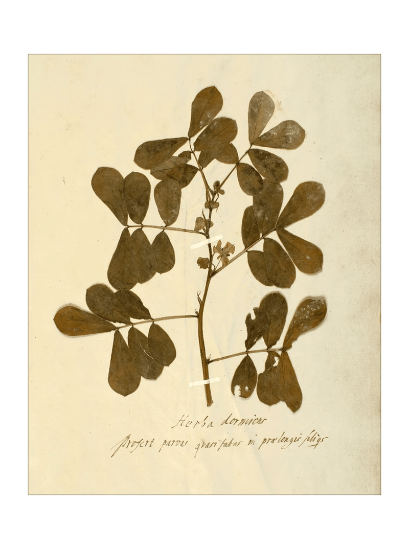 Herbarium XI - HJART0317 - UF - 30x40