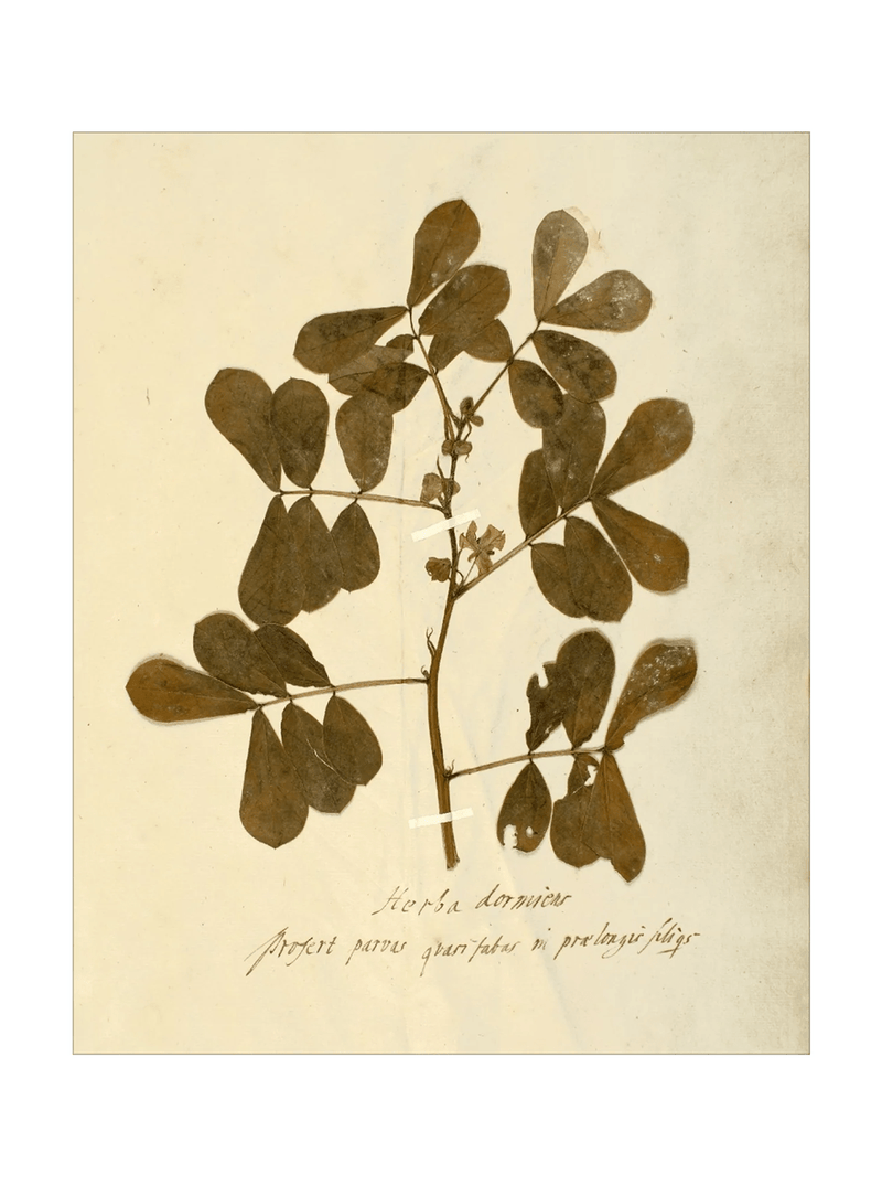 Herbarium XI - HJART0317 - UF - 24x30