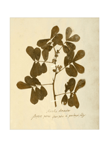 Herbarium XI - HJART0317 - UF - 11x14