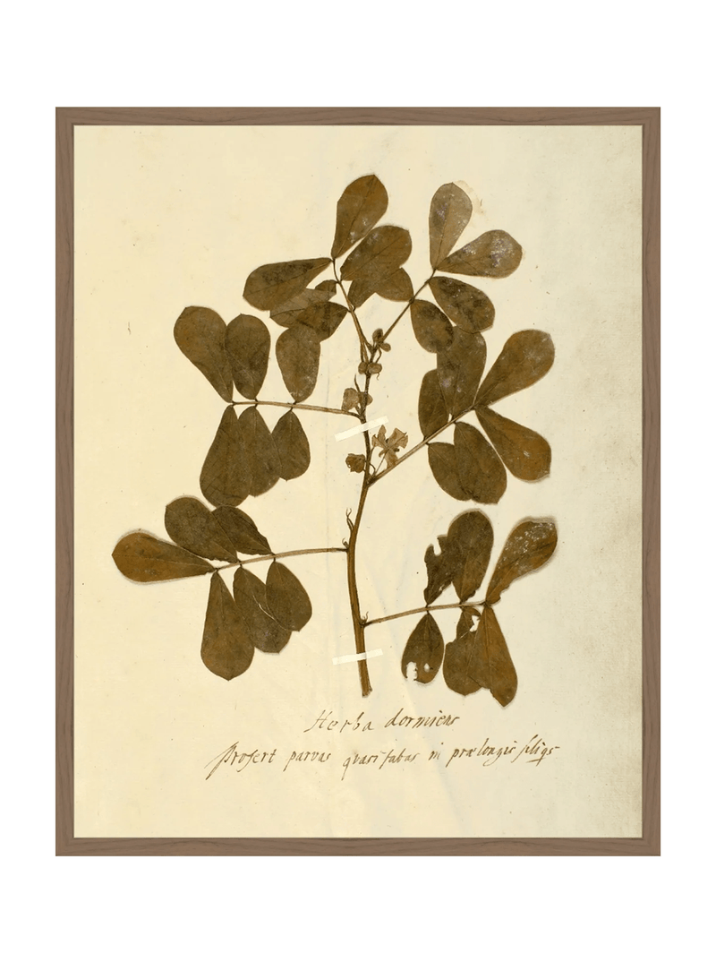 Herbarium XI - HJART0317 - WAL - 24x30