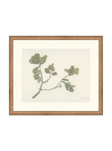 Mistletoe - HJART0261 - BNZ - 16x19