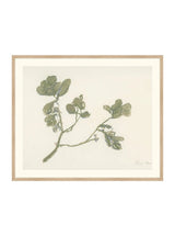 Mistletoe - HJART0261 - OAK - 29x35