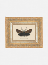 Moth