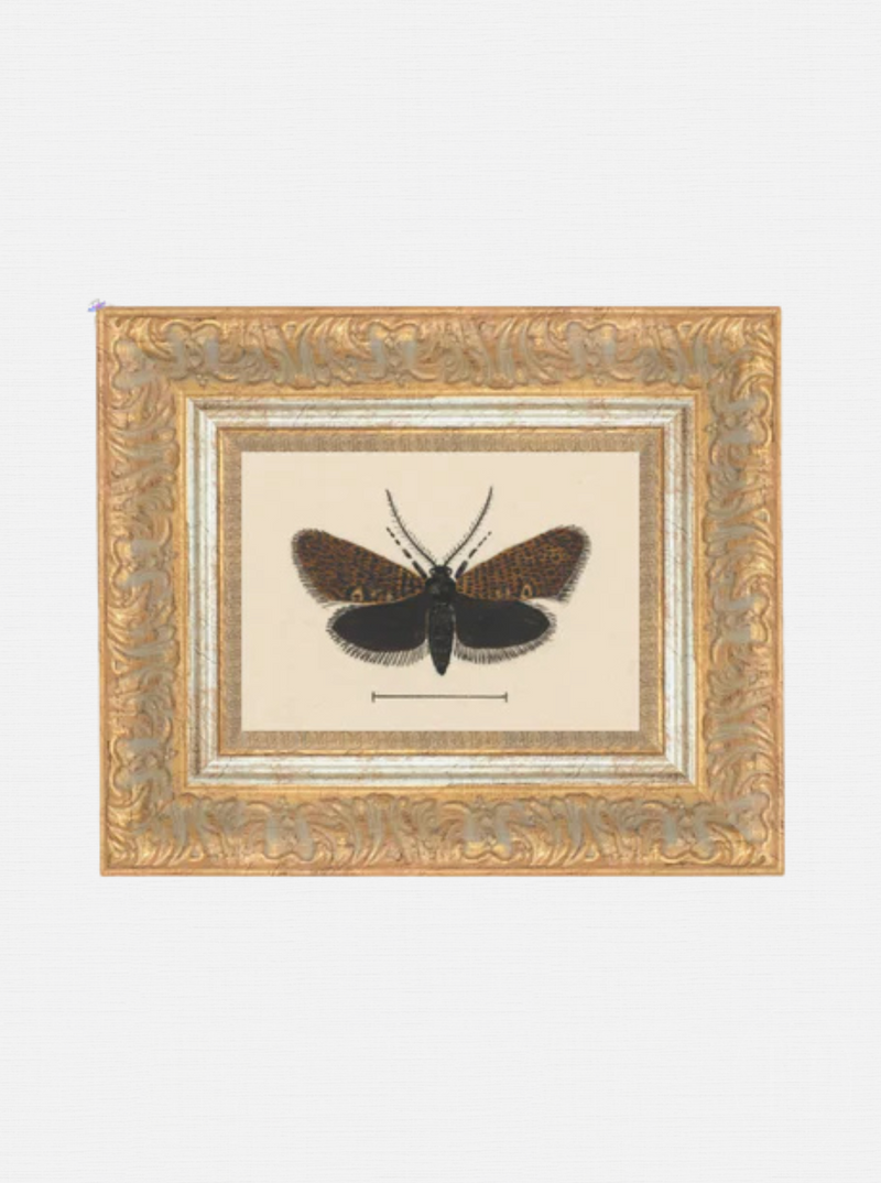 Moth