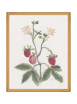 Pastel Strawberries - HJART0281 - GLD - 16x20