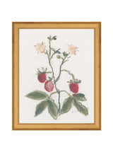 Pastel Strawberries - HJART0281 - GLD - 8X10