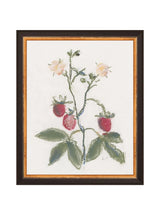 Pastel Strawberries - HJART0281 - BDG - 8X10