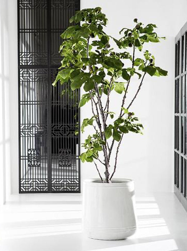 Potted 93" Faux Fig Tree - HJGRN0058 - OS