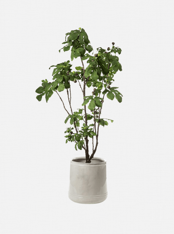 Potted 93" Faux Fig Tree - HJGRN0058 - OS