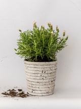 Striped Stone Pot - HJDCR0371 - OS