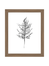 Winter Foliage Sketch III - HJART0333 - WAL - 8x10