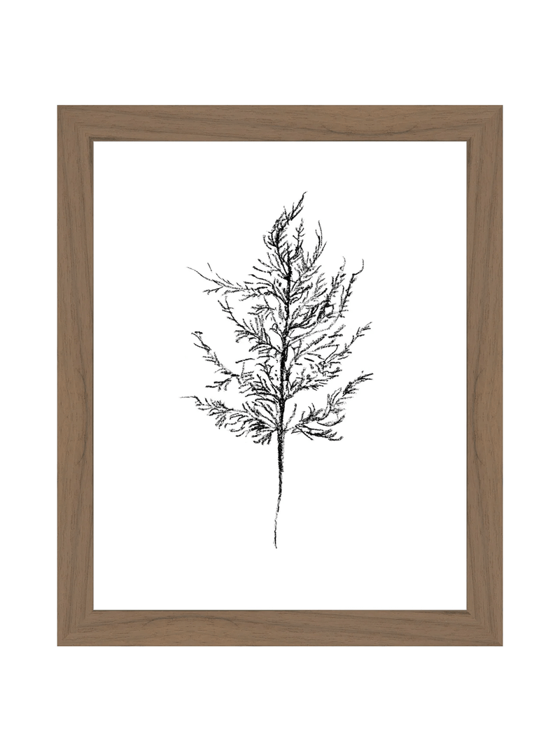 Winter Foliage Sketch III - HJART0333 - WAL - 8x10