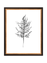 Winter Foliage Sketch III - HJART0333 - BKG - 11x14