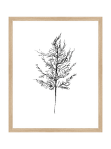 Winter Foliage Sketch III - HJART0333 - OAK - 16x20