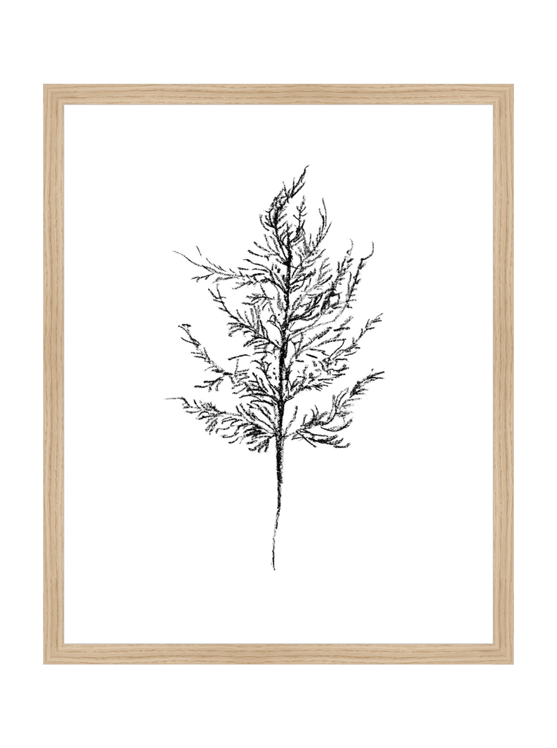 Winter Foliage Sketch III - HJART0333 - OAK - 16x20