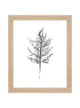 Winter Foliage Sketch III - HJART0333 - OAK - 8x10