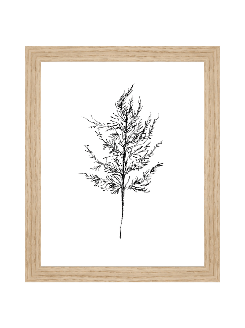Winter Foliage Sketch III - HJART0333 - OAK - 8x10