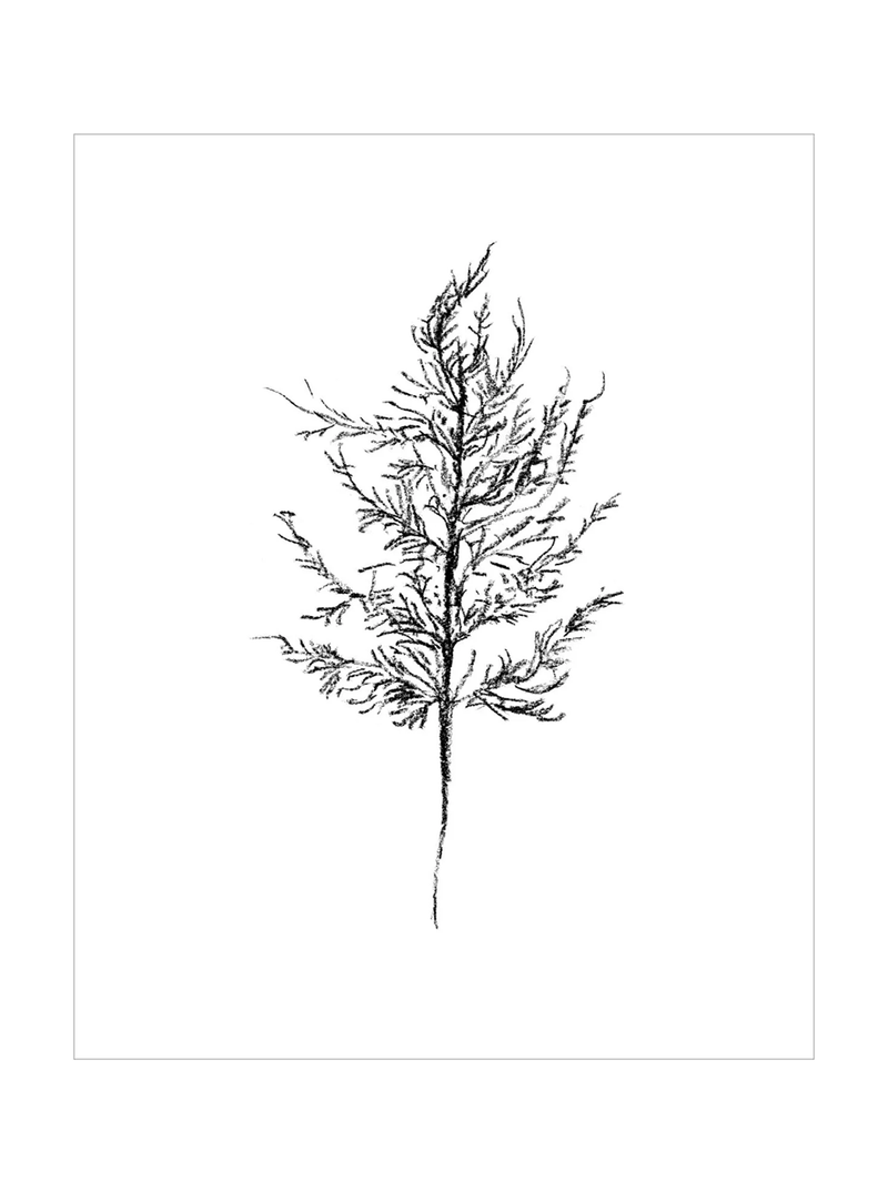 Winter Foliage Sketch III - HJART0333 - UF - 24x30