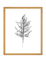 Winter Foliage Sketch III - HJART0333 - GLD - 16x20