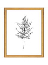 Winter Foliage Sketch III - HJART0333 - GLD - 11x14