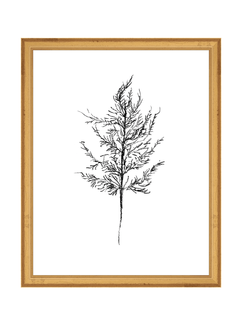 Winter Foliage Sketch III - HJART0333 - GLD - 11x14