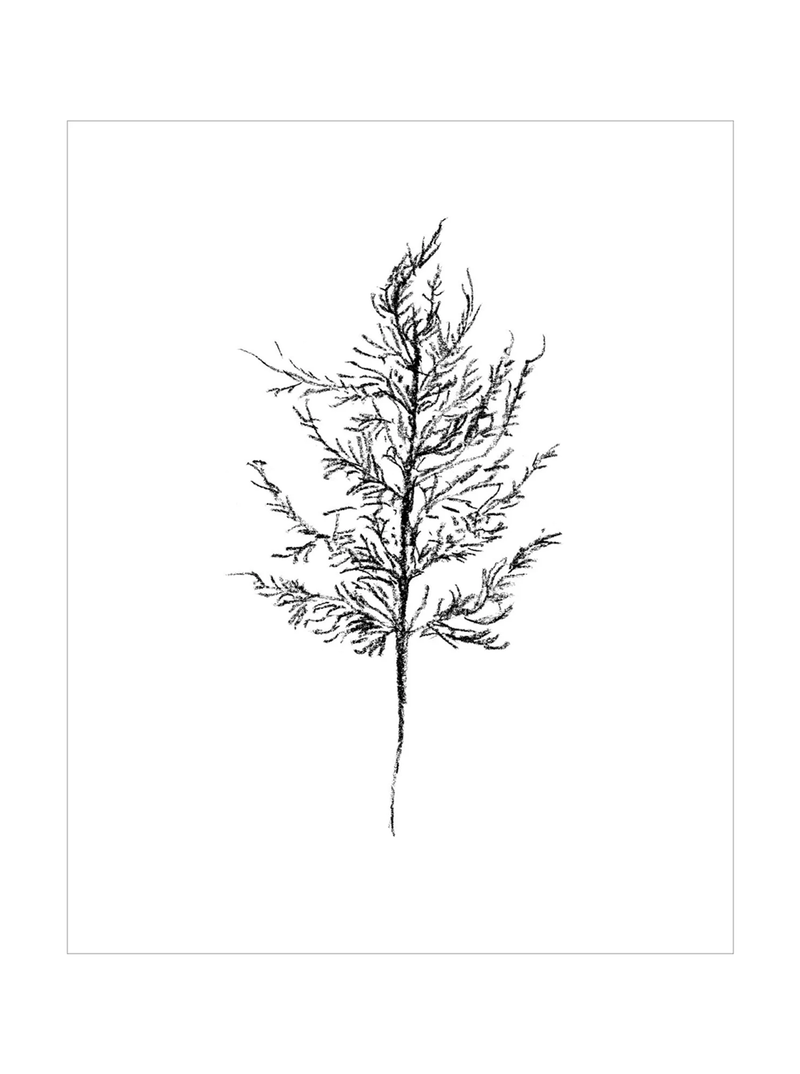 Winter Foliage Sketch III - HJART0333 - UF - 16x20