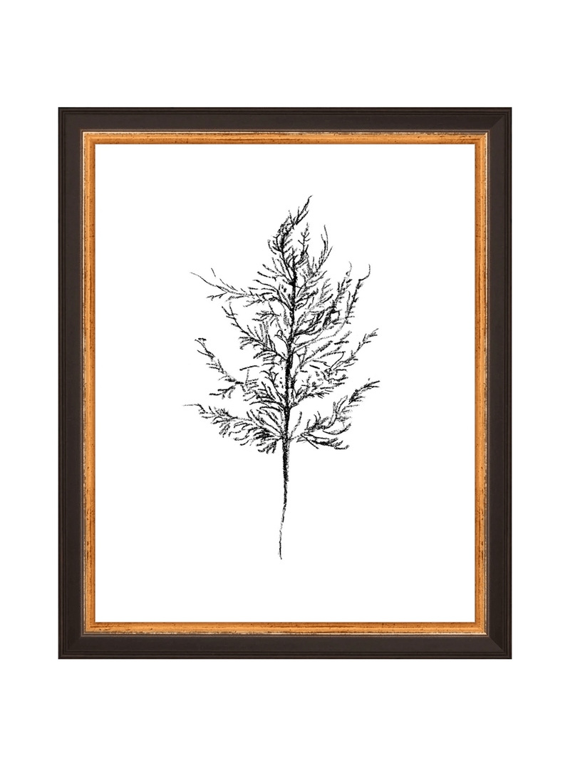 Winter Foliage Sketch III - HJART0333 - BKG - 8x10