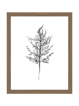 Winter Foliage Sketch III - HJART0333 - WAL - 11x14
