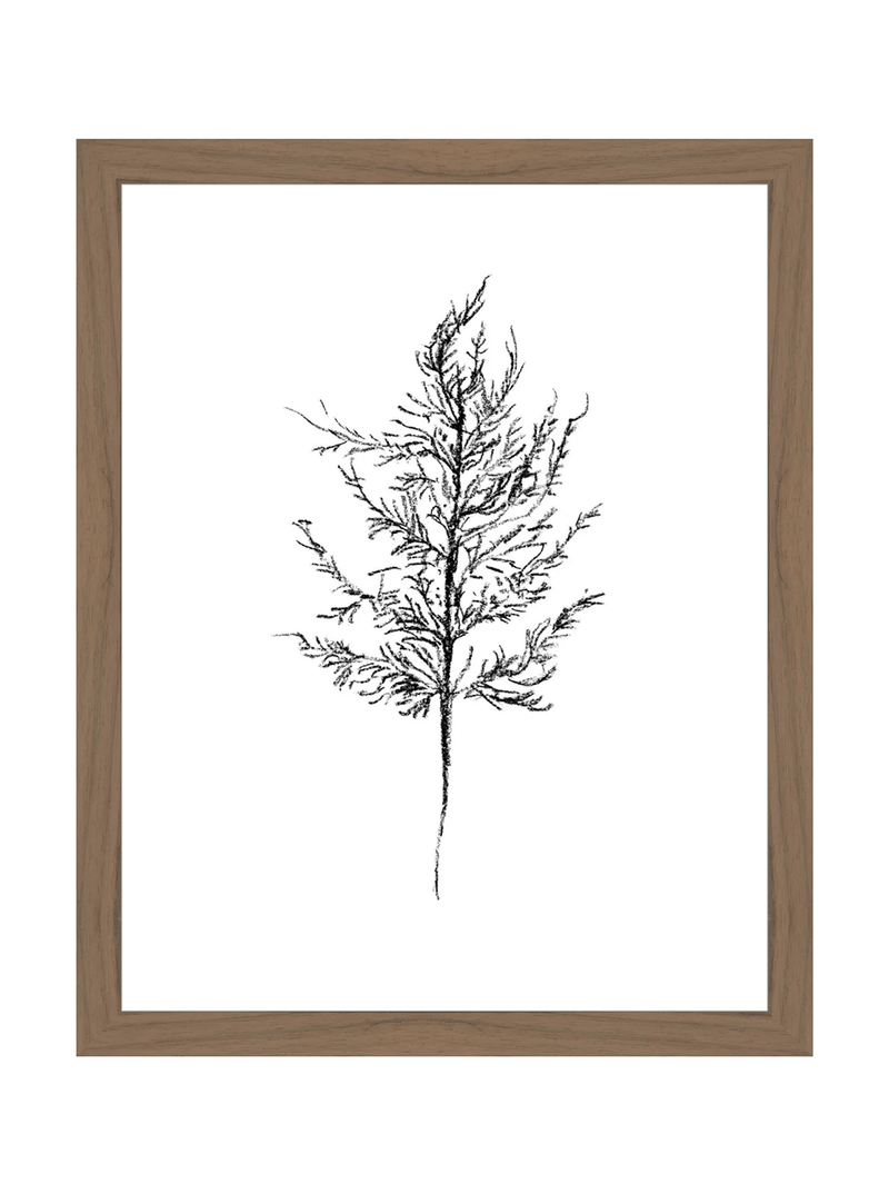 Winter Foliage Sketch III - HJART0333 - WAL - 11x14