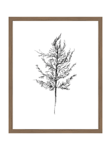 Winter Foliage Sketch III - HJART0333 - WAL - 16x20
