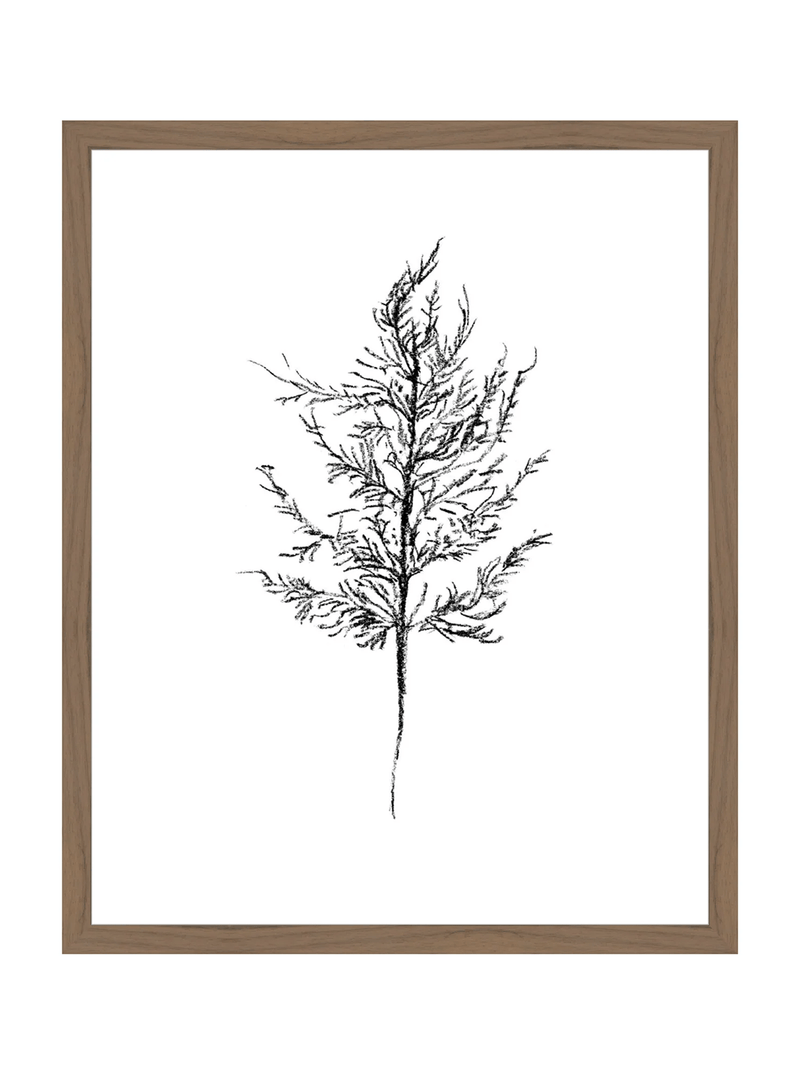 Winter Foliage Sketch III - HJART0333 - WAL - 16x20