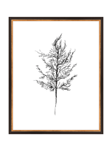 Winter Foliage Sketch III - HJART0333 - BKG - 16x20
