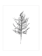 Winter Foliage Sketch III - HJART0333 - UF - 30x40