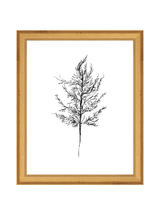 Winter Foliage Sketch III - HJART0333 - GLD - 8x10
