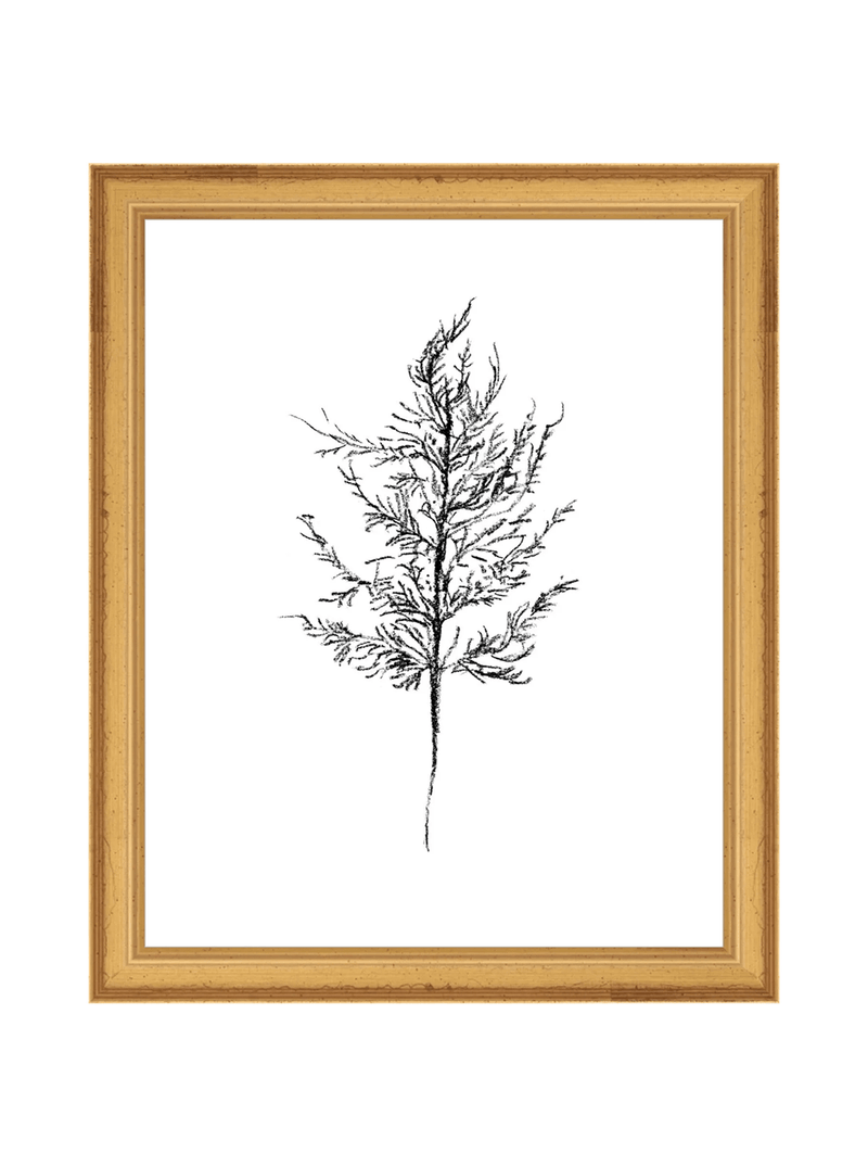 Winter Foliage Sketch III - HJART0333 - GLD - 8x10