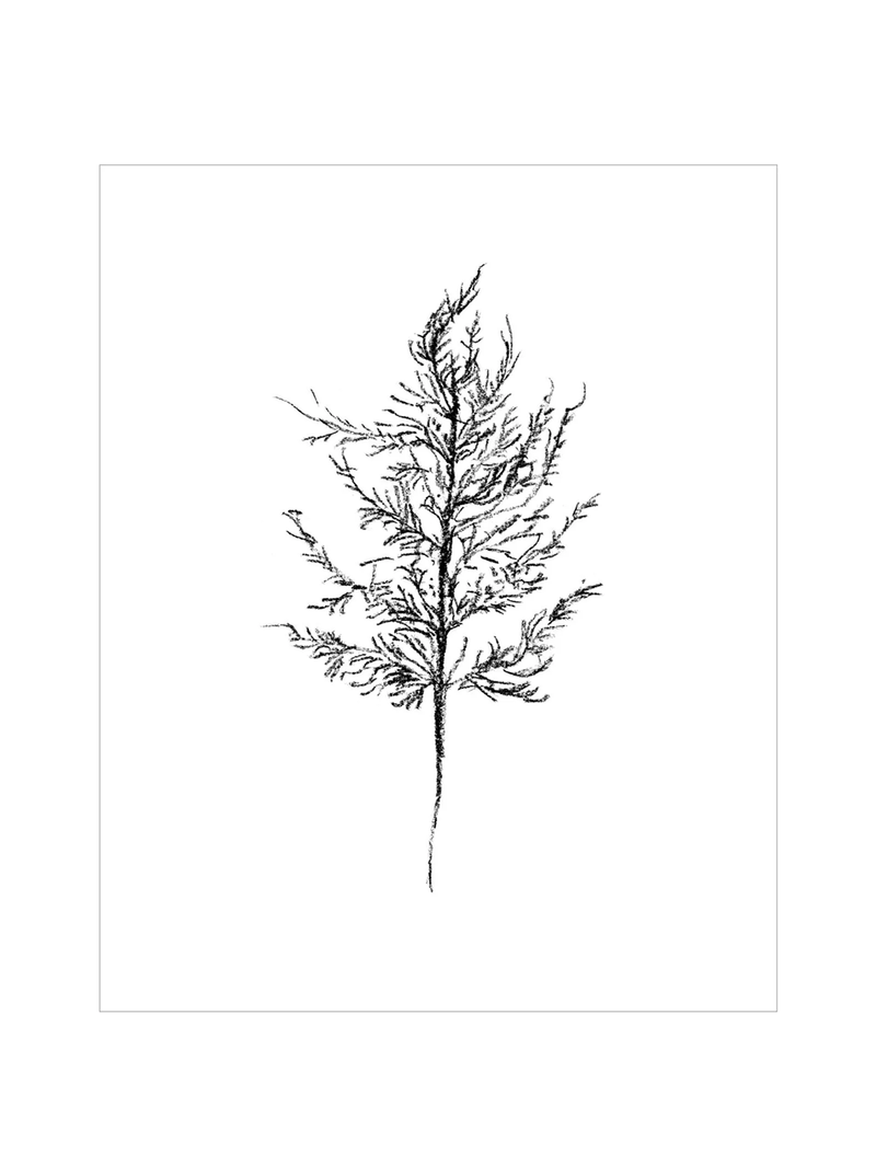 Winter Foliage Sketch III - HJART0333 - UF - 8x10
