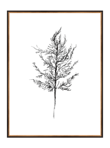 Winter Foliage Sketch III - HJART0333 - BKG - 30x40