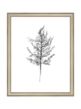 Winter Foliage Sketch III - HJART0333 - SLV - 11x14
