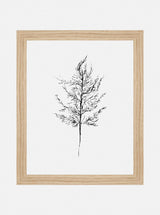 Winter Foliage Sketch III - HJART0333 - OAK - 8x10