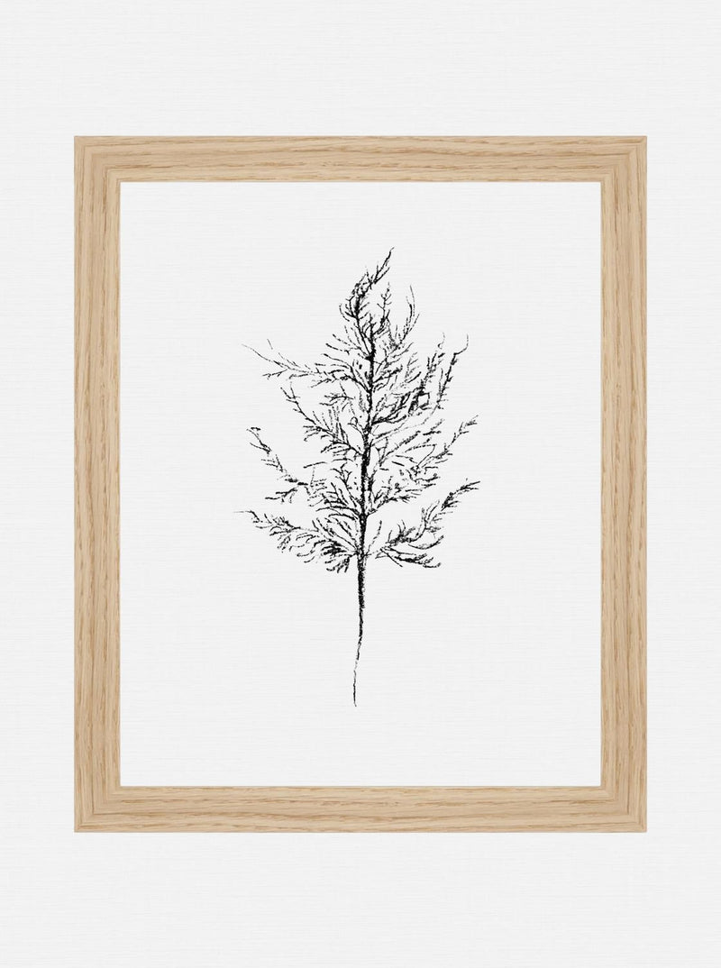 Winter Foliage Sketch III - HJART0333 - OAK - 8x10
