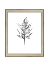 Winter Foliage Sketch III - HJART0333 - SLV - 8x10