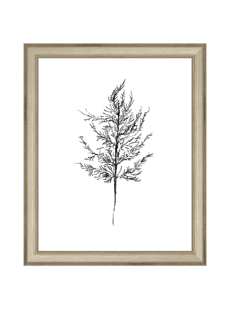 Winter Foliage Sketch III - HJART0333 - SLV - 8x10