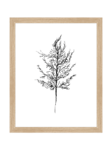 Winter Foliage Sketch III - HJART0333 - OAK - 11x14