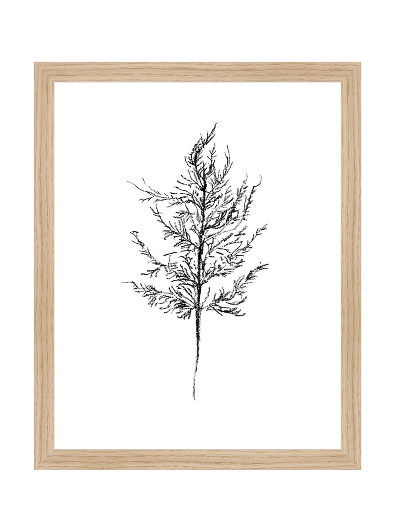 Winter Foliage Sketch III - HJART0333 - OAK - 11x14